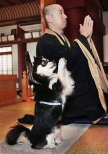 dog_prays_at_temple