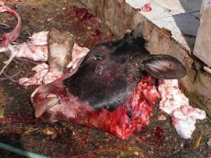 cow-slaughtered